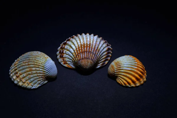 Closeup Three Seashells Different Colors Black Background — Stock Photo, Image