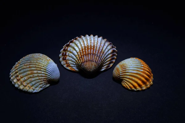 Close Van Drie Schelpen Van Verschillende Kleuren Een Zwarte Achtergrond — Stockfoto