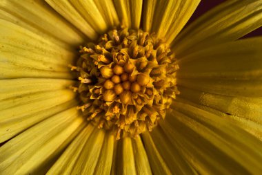 Sarı papatyaların ve aynı renkteki çiçeklerin yakın çekimi, güzel bir papatya.