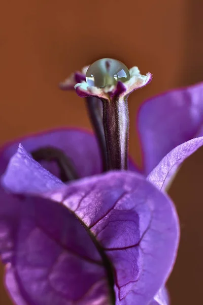 Beautiful Bouganvilla Purple Petals Drop Rain Its White Flower — Stock Photo, Image