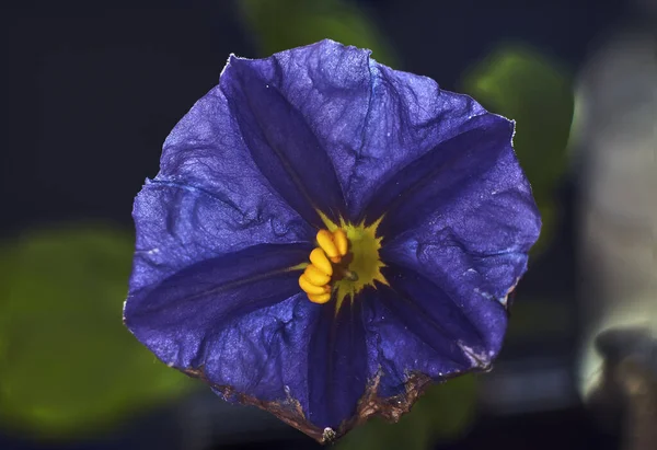 Primo Piano Piccolo Fiore Con Petali Viola Pistillo Giallo Giardino — Foto Stock