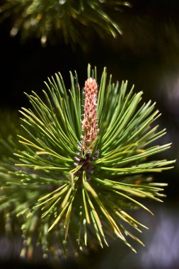 Bir tomurcuğa yakın, bir çam dalında, yeşil iğne şeklinde yapraklarla dolu.
