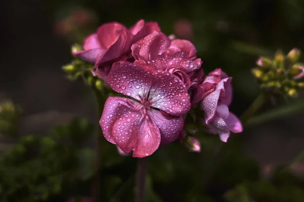 ピンクの花びらを持つ美しい花 それらの上に雨滴 — ストック写真