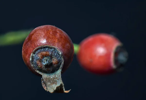 Närbild Mogen Nypon Med Annan Bakom Både Svart Bakgrund — Stockfoto