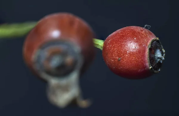 Zbliżenie Dojrzałego Biodra Róży Innym Nim Zarówno Czarnym Tle — Zdjęcie stockowe