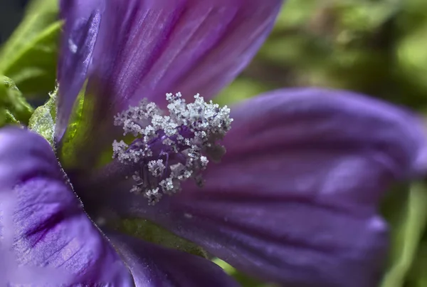 Macro Bel Fiore Con Petali Lilla Pistillo Allungato Formato Palline — Foto Stock