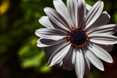 Yeşil arka planda mor ve beyaz yapraklı güzel bir papatyanın yakın çekimi.