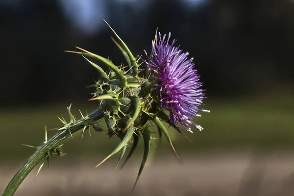 Milk thistle with purple flower at its end, in a field of green grass, at noon