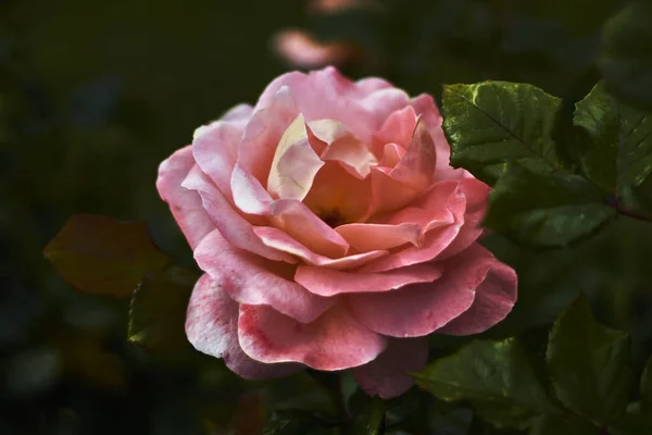 Primer Plano Una Preciosa Rosa Con Pétalos Rosados Junto Hojas — Foto de Stock