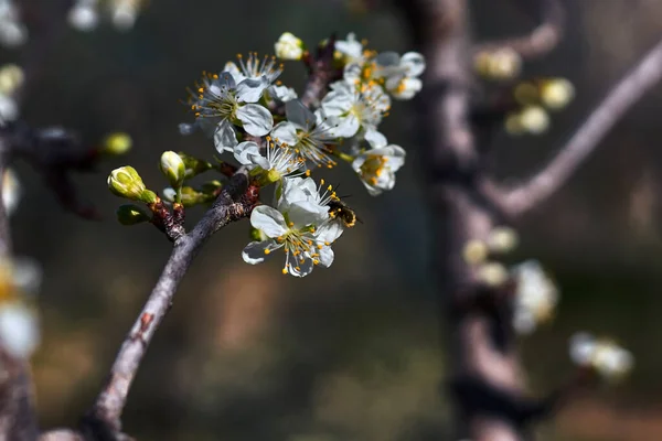 Rama Almendras Llenas Flores Blancas Amarillas Con Una Abeja — Foto de Stock