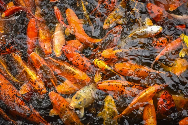 Colorful and multicolor Fancy carp fish swimming in the pond, Fancy carp fish or Koi fish background and texture. Texture of red carps as background