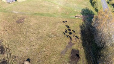 Otlakta otlayan inek sürüsünün havadan görünüşü.