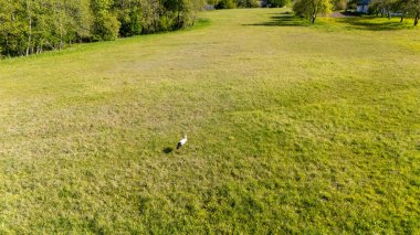 Tek bir leyleğin yürüdüğü geniş çimenli bir arazinin havadan görünüşü