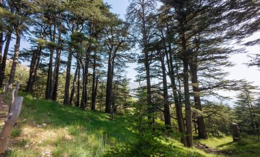 Berrak mavi gökyüzünün altında uzun sedir ağaçları olan yemyeşil bir orman. Lübnan, Tanrı 'nın Cedarı.