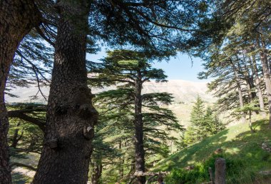 Uzun sedir ağaçları ve yemyeşil yemyeşil bir orman sahnesi. Lübnan, Tanrı 'nın Cedarı.