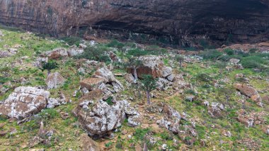 Büyük kayalar ve seyrek bitki örtüsüyle kayalık bir arazi. Sokotra, Yemen.