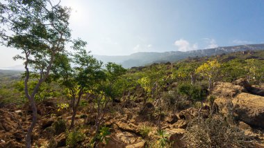 Mavi gökyüzü altında seyrek yeşil ağaçlar ve çalılarla kayalık yamaç manzarası, sisli uzak dağlar, doğal ışık altında kuru yaban manzarası. Sokotra, Yemen.