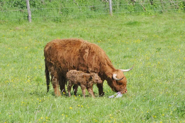 Famille des bovins des Highlands — Photo