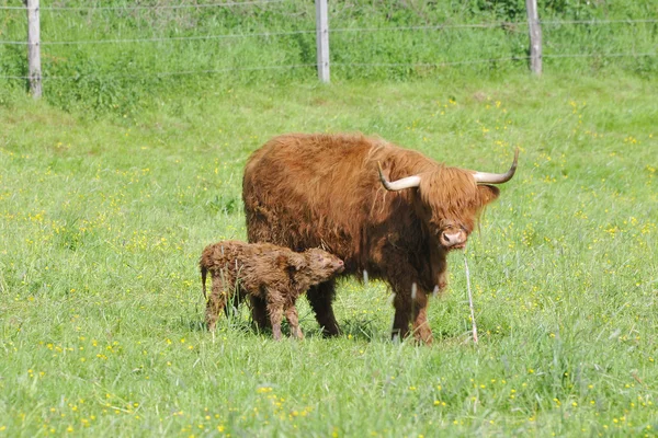 Famille des bovins des Highlands — Photo