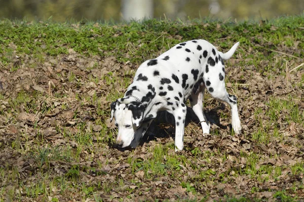 Dalmatiner (hund) i skogen — Stockfoto