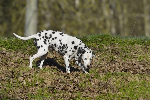 Далматин (собака) в лісі — стокове фото