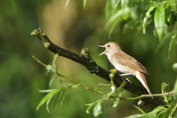 Usignuolo del tordo, Sprosser — Foto de Stock