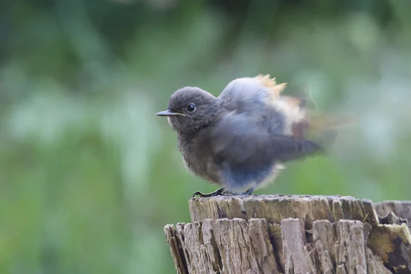 Jonge Zwarte Roodstaart — Stockfoto