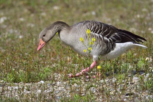 Greylag goose on a lake — Stock Photo, Image