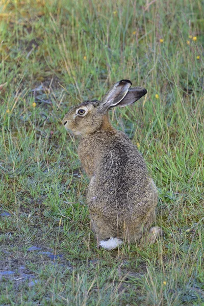 Европейский заяц на поле — стоковое фото
