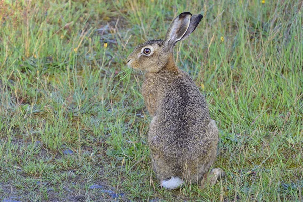 Liebre europea en un campo — Foto de Stock