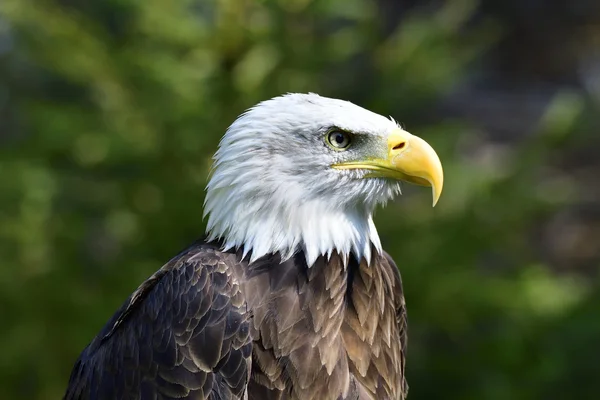 Bald eagle portresi — Stok fotoğraf