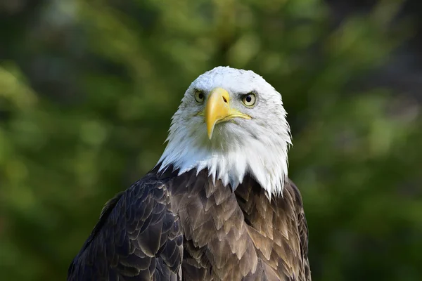 Bald eagle portresi — Stok fotoğraf