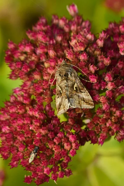 Autographa Gama Bloosom Sedum — Fotografia de Stock