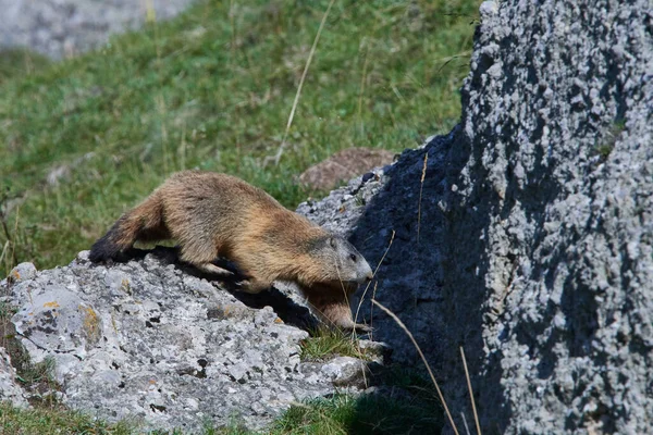 Las Marmotas Observan Sus Alrededores Los Alpes — Foto de Stock