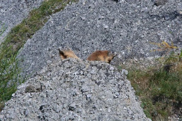 Las Marmotas Observan Sus Alrededores Los Alpes —  Fotos de Stock