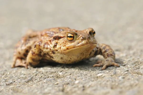 Common Toad — Stock Photo, Image