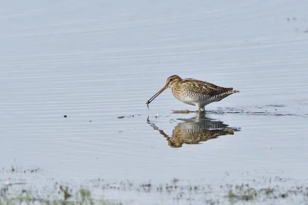 Snipe comune — Foto Stock