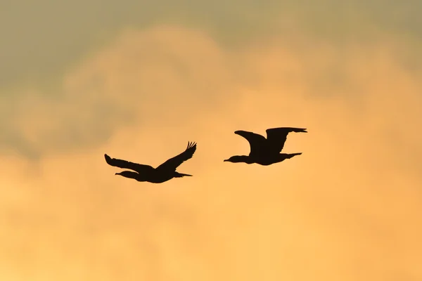 Gecenin büyük karabatak — Stok fotoğraf