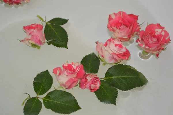 Bouquet Lilies — Stock Photo, Image