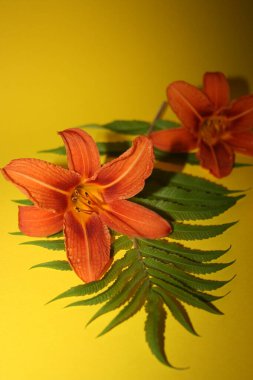 Siyah arkaplanda turuncu çiçek