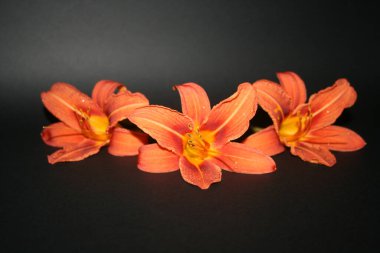 Siyah arkaplanda turuncu çiçek