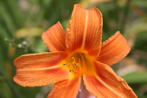 Fleur Orangée Lis — Photo