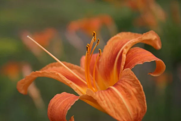 Fleur Orangée Lis — Photo