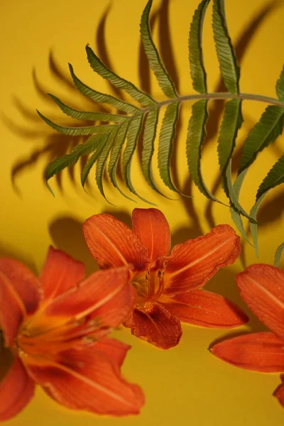 Yapraklı sonbahar arkaplanı