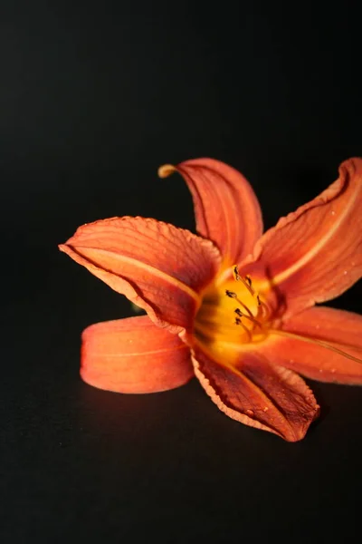 Narancs Virág Fekete Háttér — Stock Fotó