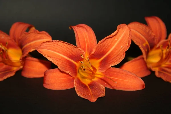 Narancs Virág Fekete Háttér — Stock Fotó