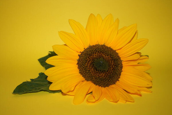 the sunflower on black background