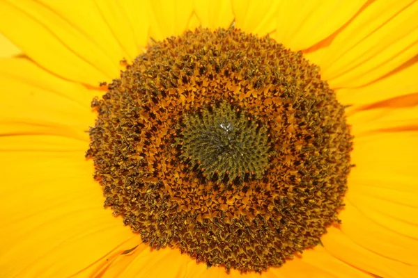 Sunflower Black Background — Stock Photo, Image