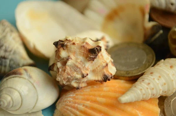 euro coins and shells