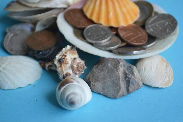 euro coins and shells